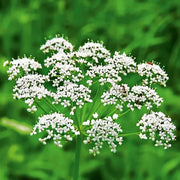 Pimpinella anisum Anise Seeds, Herbal