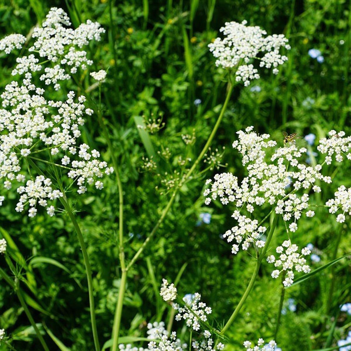 Anise Seeds - Herbal Seeds