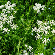 Anise Seeds - Herbal Seeds