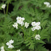 Myrrhis odorata Anise Seeds, Herbal