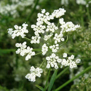 Pimpinella anisum Anise Seeds, Herbal