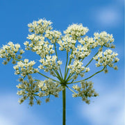Pimpinella anisum Anise Seeds, Herbal