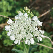 White Flower Anise Seeds, Herbal