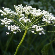 White Flower Anise Seeds, Herbal