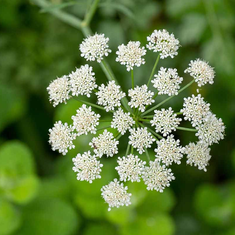 White Flower Anise Seeds, Herbal