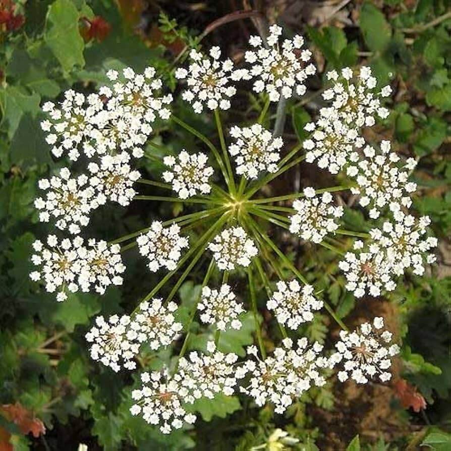 Wildflower Mix Anisum Seeds