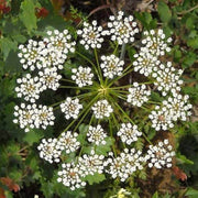 Wildflower Mix Anisum Seeds