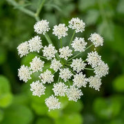 Wildflower Mix Anisum Seeds