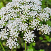 Wildflower Mix Anisum Seeds