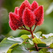Sindoor Seeds, Bixa orellana Plant Seeds