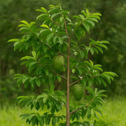 Annona Muricata Seeds - Fruit Plant