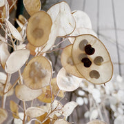 Annual Honesty Lunaria Seeds
