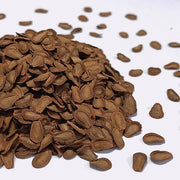 Antelope Horns Asclepias Asperula Seeds, Herbal
