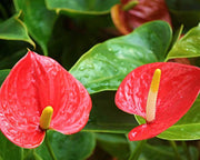 Exotic Anthurium Seeds, Herbal