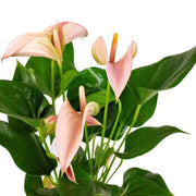 Andraeanum Heirloom Anthurium Seeds, Herbal