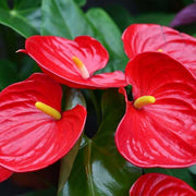 Flamingo Anthurium Seeds