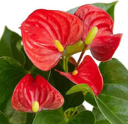 Andraeanum nthurium Seeds, Herbal