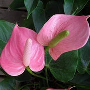 Andraeanum Heirloom Anthurium Seeds, Herbal