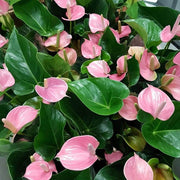 Andraeanum Heirloom Anthurium Seeds, Herbal