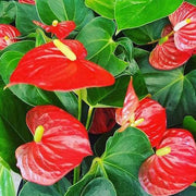 Andraeanum nthurium Seeds, Herbal