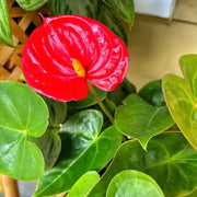 Exotic Anthurium Seeds, Herbal