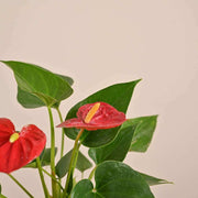 Flamingo Anthurium Seeds