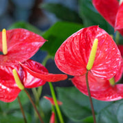 Flamingo Anthurium Seeds