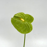 Light Green Anthurium Seeds, Herbal