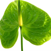 Light Green Anthurium Seeds, Herbal