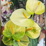 Light Yellow Anthurium Seeds