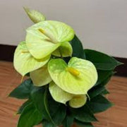 Light Yellow Anthurium Seeds