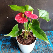 Anthurium Seeds - All In One For Home Gardens