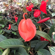 Anthurium Seeds - All In One For Home Gardens