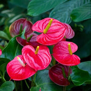 Anthurium Seeds - All In One For Home Gardens