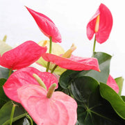Anthurium Seeds - All In One For Home Gardens