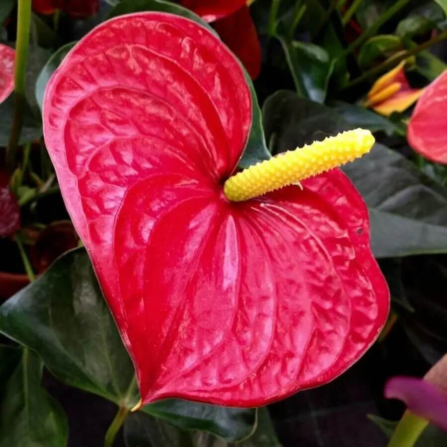 Andraeanum nthurium Seeds, Herbal