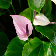 Andraeanum Heirloom Anthurium Seeds, Herbal