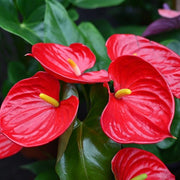 Exotic Anthurium Seeds, Herbal