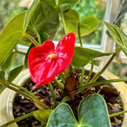 Flamingo Anthurium Seeds
