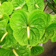 Light Green Anthurium Seeds, Herbal