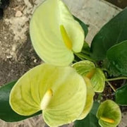 Light Yellow Anthurium Seeds