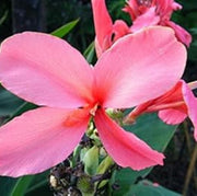 Soft Pink Seeds, Wildflower Anthurium