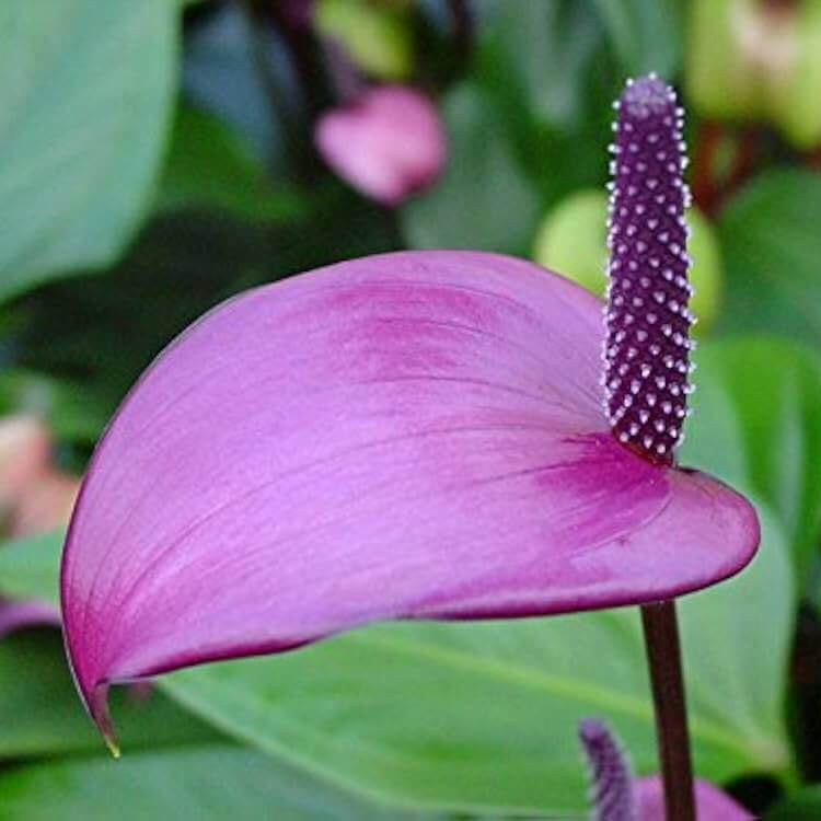 Violet Anthurium Seeds, Herbal