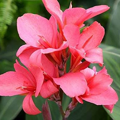 Soft Pink Seeds, Wildflower Anthurium