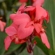 Soft Pink Seeds, Wildflower Anthurium