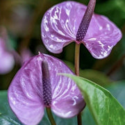 Violet Anthurium Seeds, Herbal