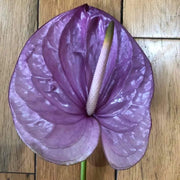 Violet Anthurium Seeds, Herbal