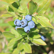 Antioxidant Berry Seeds, Antioxidant Berry Plants