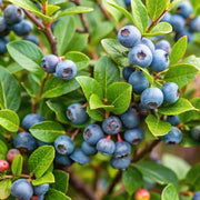 Antioxidant Berry Seeds, Antioxidant Berry Plants