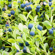 Antioxidant Berry Seeds, Antioxidant Berry Plants